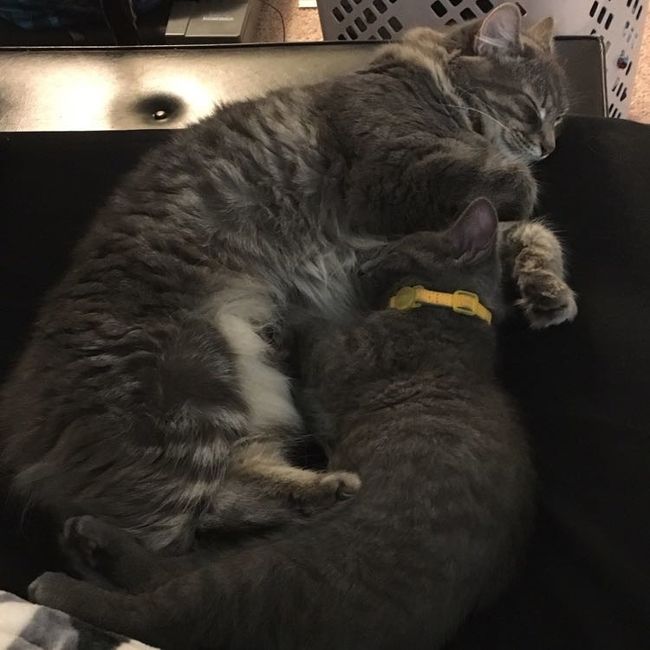 Nwr: strange cat behavior