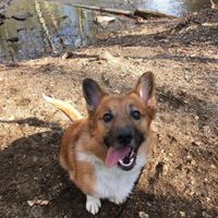 NWR: Puppies and fur babies!