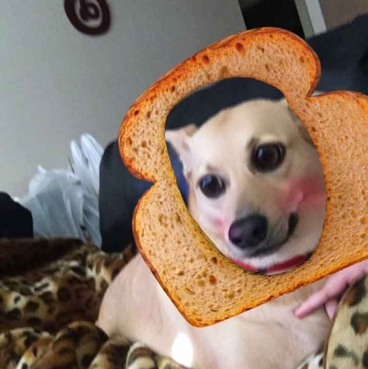 Show me those puppies!