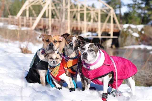 Let me see those fur babies!