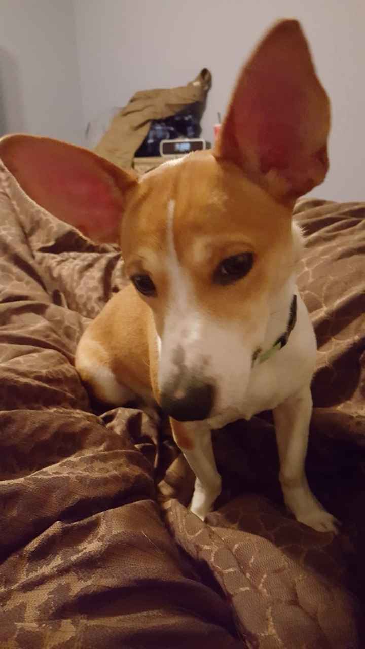 NWR: My pup thinks she's people. She's right. Show me your "people pups!"