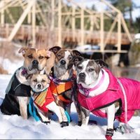 Let me see those fur babies!