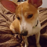 NWR: My pup thinks she's people. She's right. Show me your "people pups!"