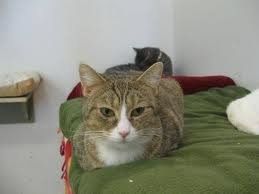NWR: We Got a Kitten!