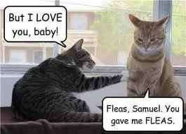 TGIF! Friday Cat Pics Included