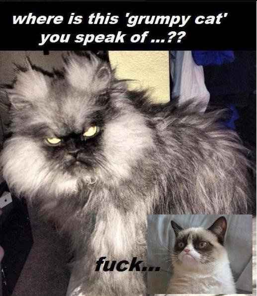 Cats!!!