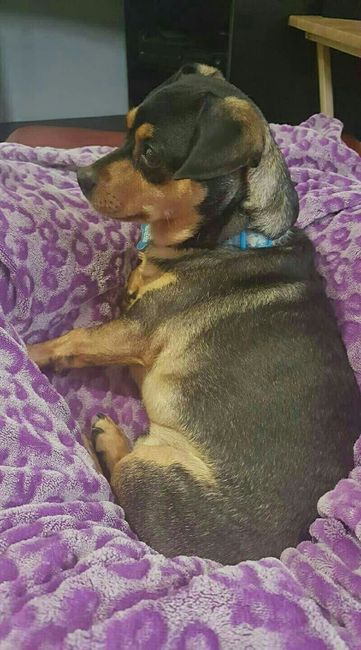 NWR: Anyone Want a free dog?