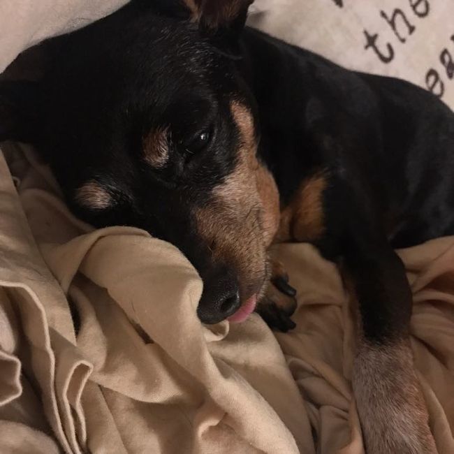Nwr- show me your fur babies
