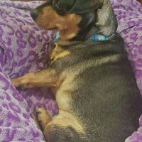 NWR: Anyone Want a free dog?