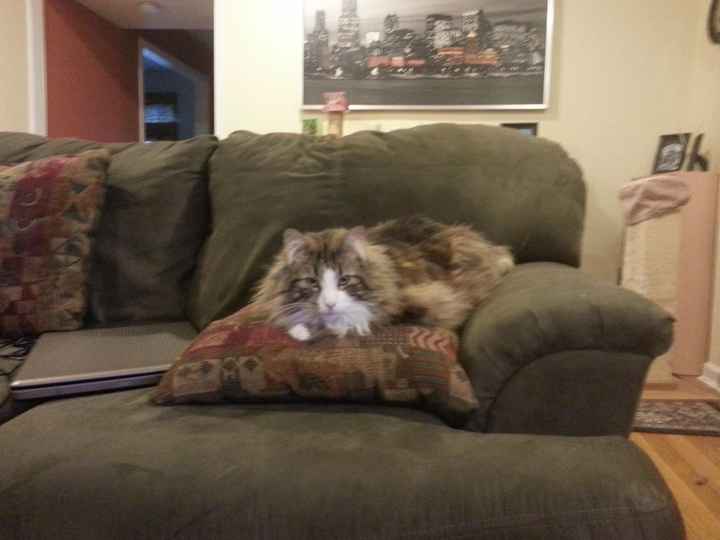 Its Fursday! Show me your furbabies! :)