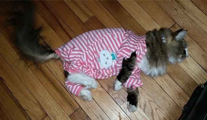 NWR Happy Fursday! Show me your fur babies!