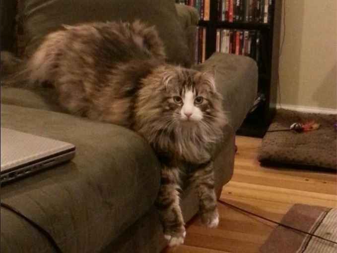 NWR: Happy Furry Fursday, let's see them fur babies!
