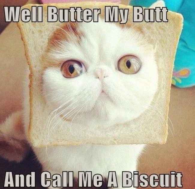 NWR - Cat meme thread!