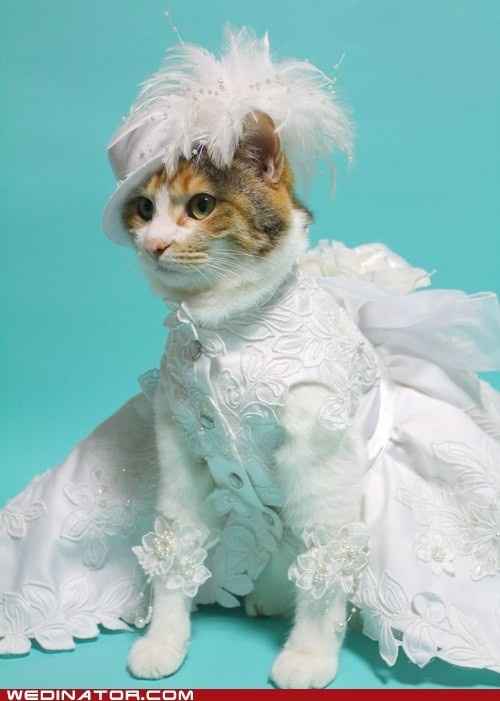 Spinoff - Cat wedding!