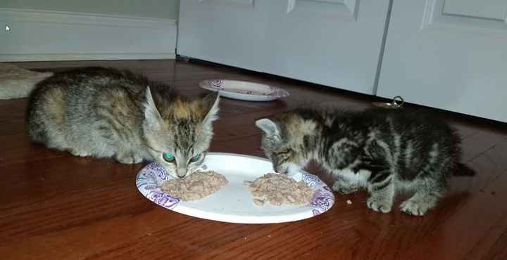 NWR: Well now my life is made of kittens!