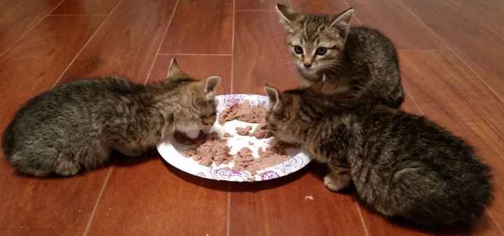 NWR: Well now my life is made of kittens!