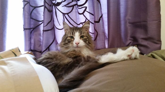 NWR Show me your furbabies
