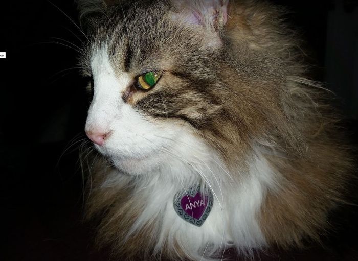 NWR Wait.....This looks familiar... (furbaby!)