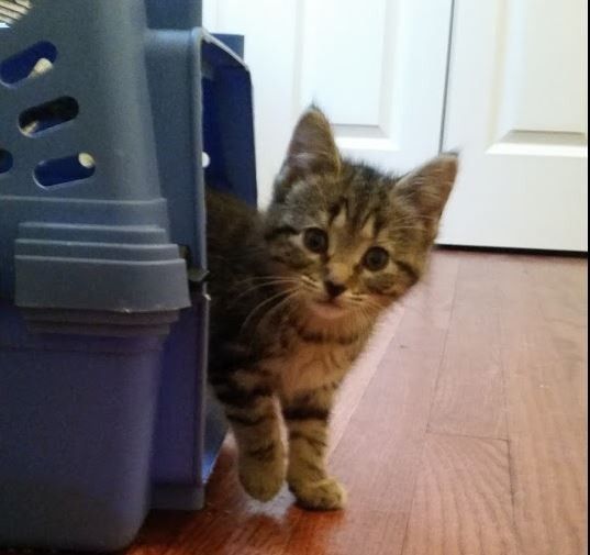 NWR Wait.....This looks familiar... (furbaby!)