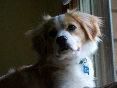 For animal lovers, brag about your animals!!