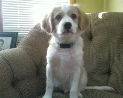 NWR: What kind of dog do you have?