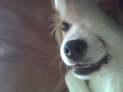 NWR: What kind of dog do you have?