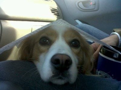 Show us your pets!