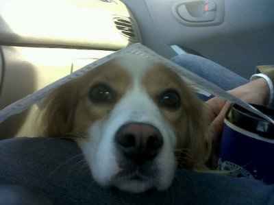 NWR - Watch Dog :)