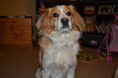 Furbabies!!! Lets show them off!