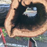 Hollow wood centerpieces