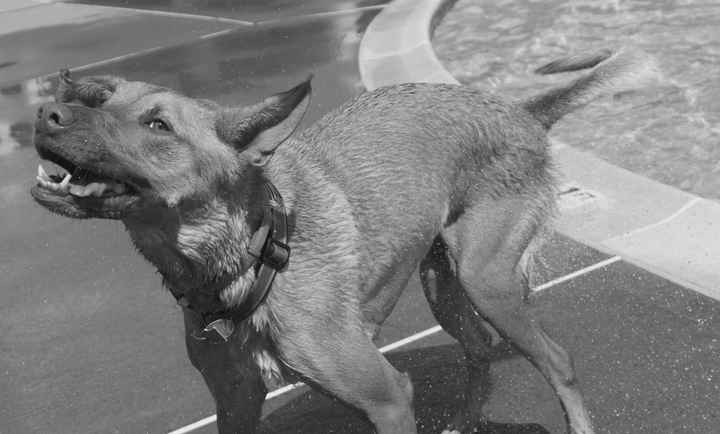 My Furbaby is my Ring Bearer