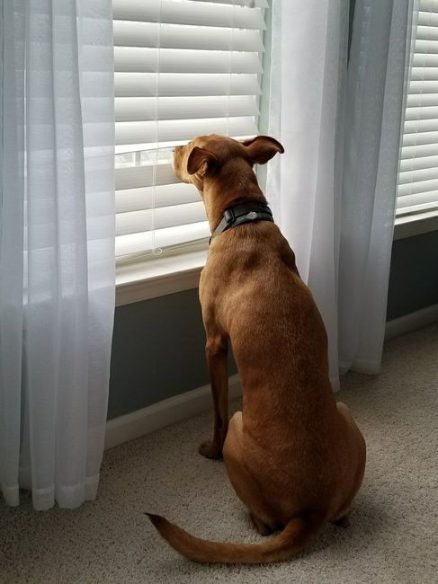 NWR:  Show me your fur babies!