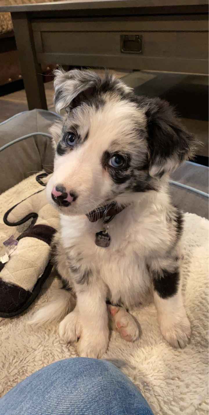 Show me your pet! - 1