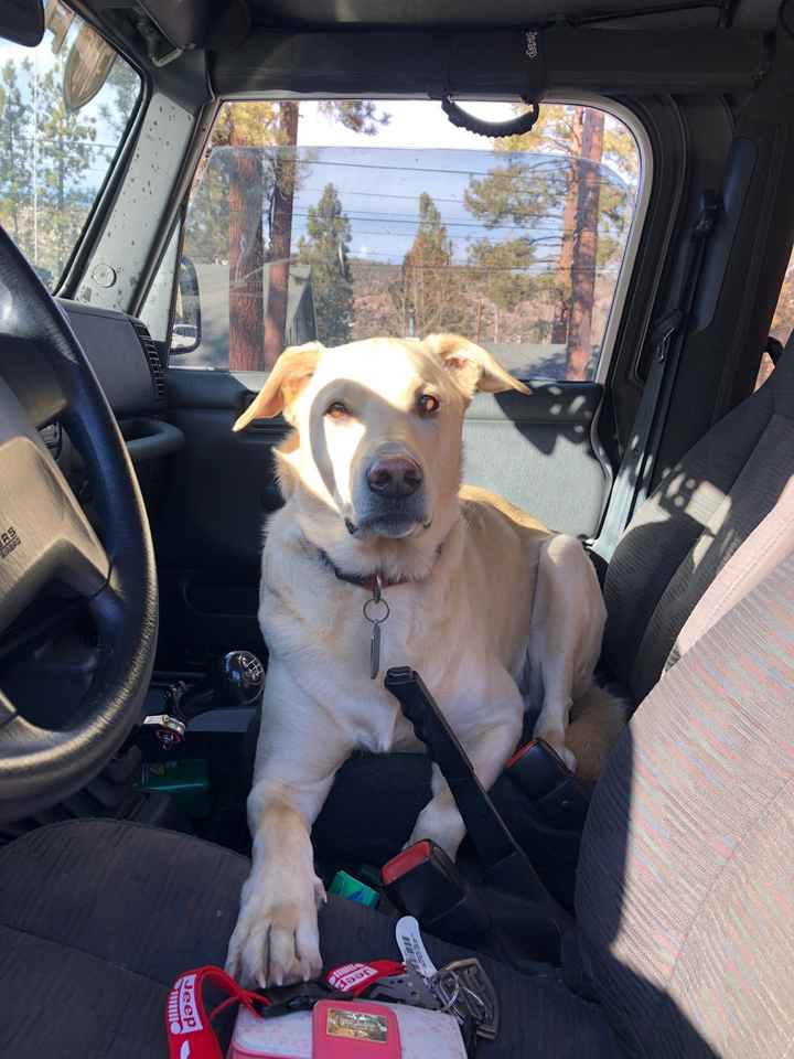 Show me your pet! - 2