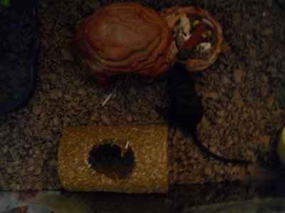 Show off your furbabies!