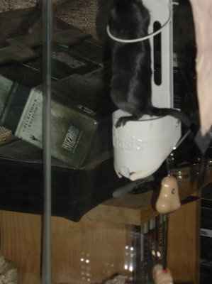 SBR: Meet my Fur-babies, lets see yours too