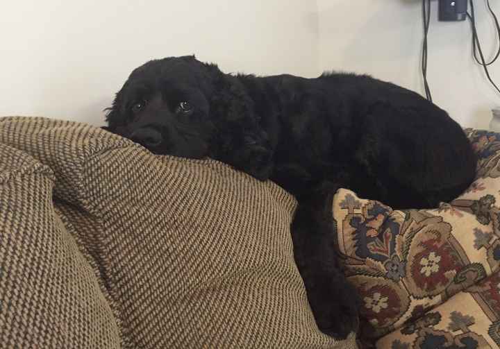 NWR: Show me your pups!