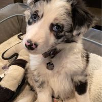 Show me your pet! - 1