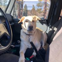 Show me your pet! - 2