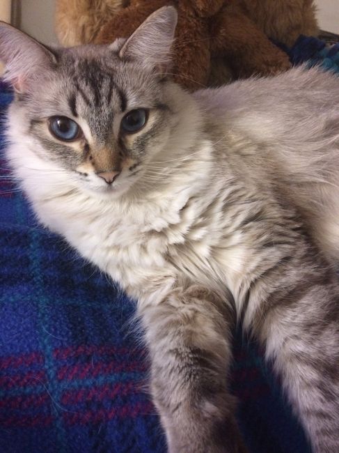 Let me see those fur babies!