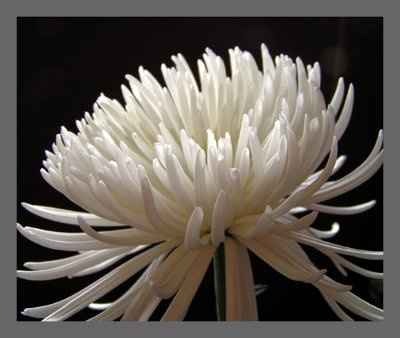 Bride on a small budget