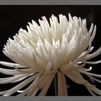 Bride on a small budget