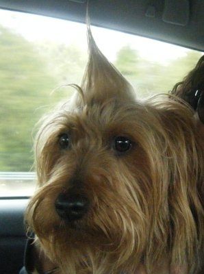 NWR: What kind of dog do you have?