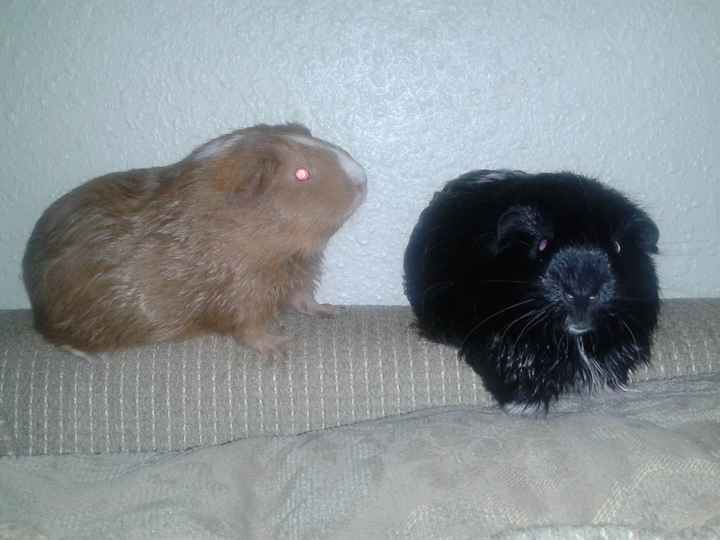 Its Fursday! Show me your furbabies! :)