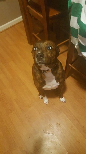 NWR - pitbulls and landlords