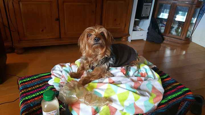 Sick and need cheering up--show me your Fur babies!