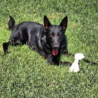 NWR: Lost a Fur Baby