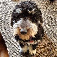 NWR - Finally got our puppy!