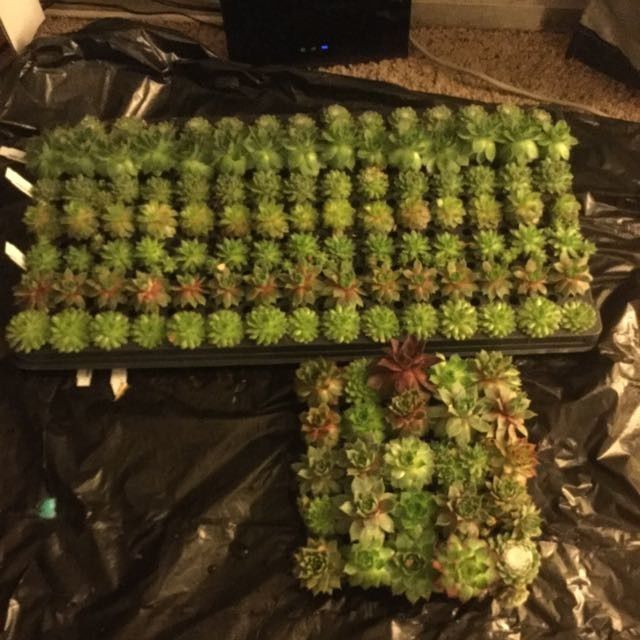 Succulents as favors?