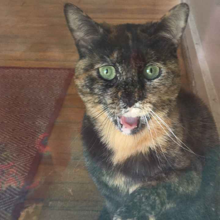 Pets "helping" you make things